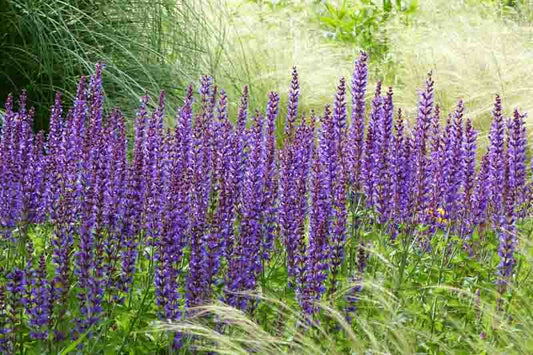 Caradonna Salvia