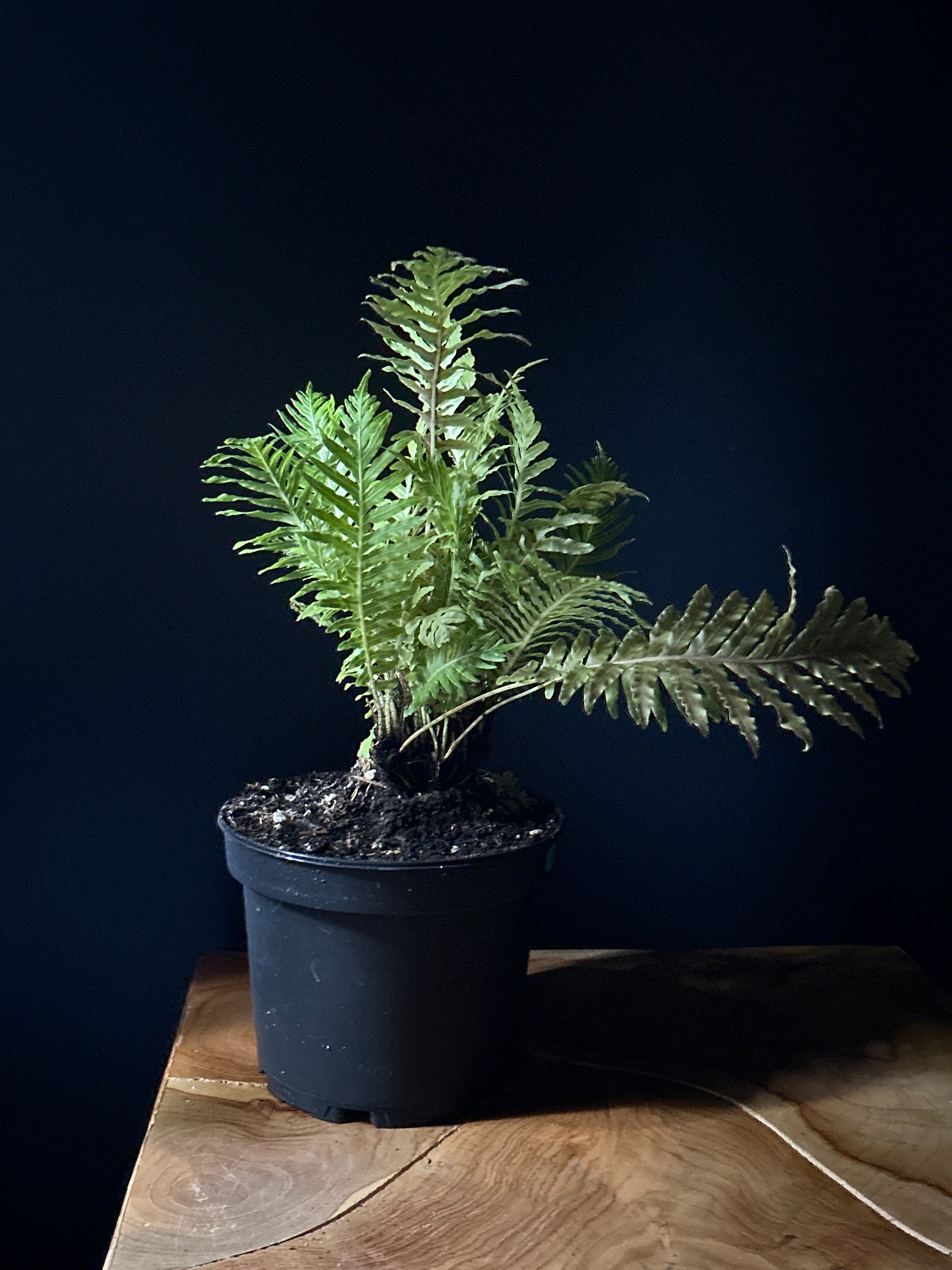 A potted Blechnum-Silver Lady fern with silvery fronds, placed on a wooden surface against a dark background.