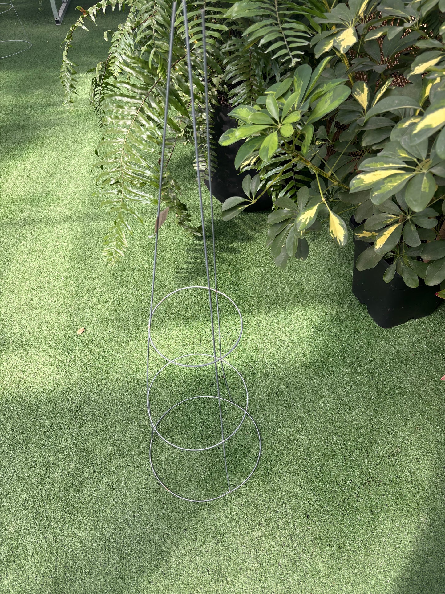 Metal tomato cage garden trellis on a grassy surface with plants in the background