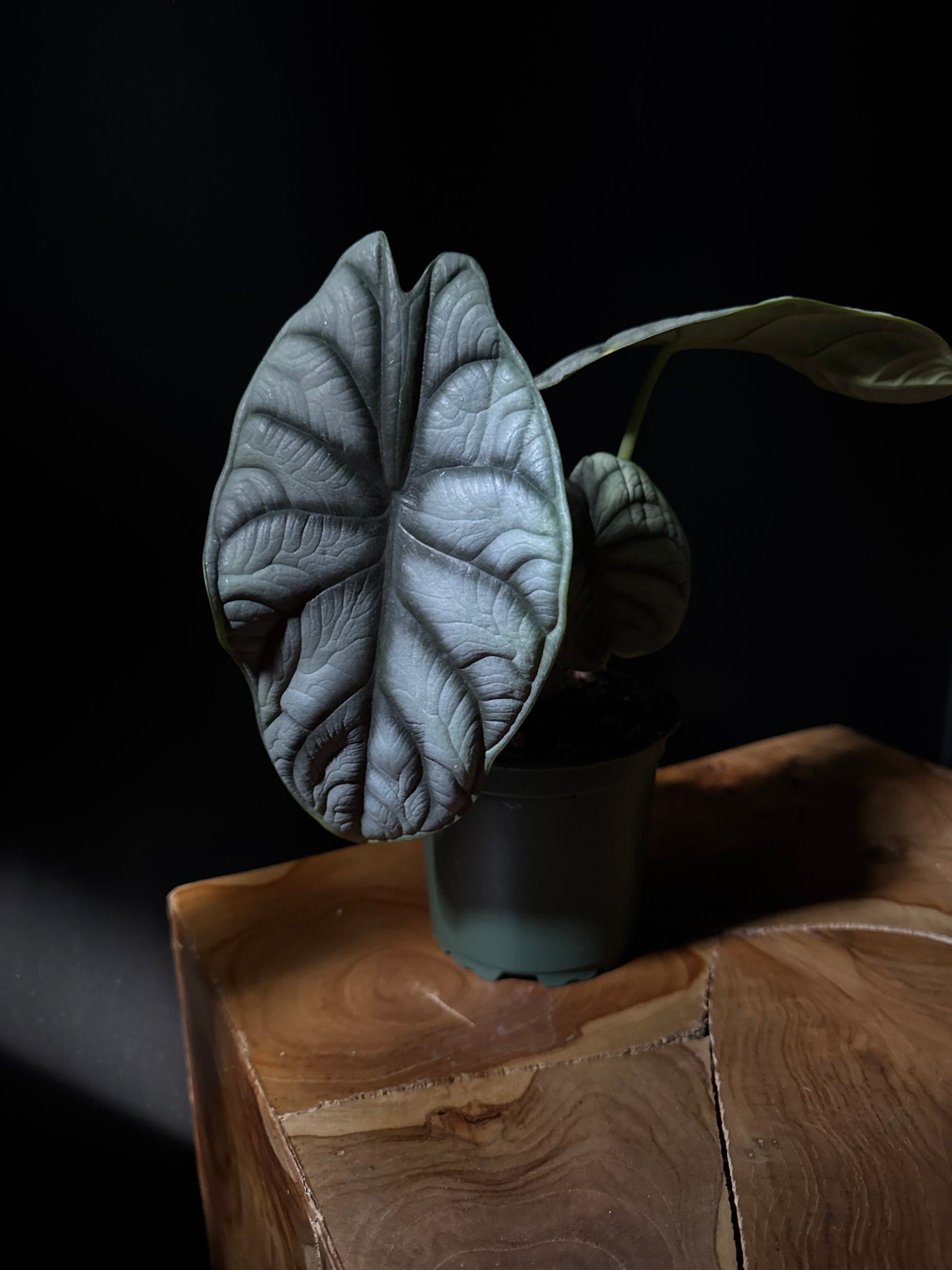 A potted Alocasia 'Silver Dragon' plant with silvery, dragon-scale-like leaves and deep green veins, placed on a wooden surface against a black background.