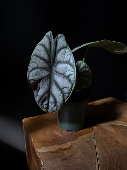 A potted Alocasia 'Silver Dragon' plant with silvery, dragon-scale-like leaves and deep green veins, placed on a wooden surface against a black background.