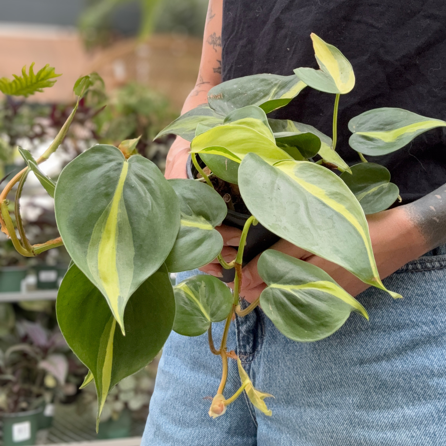 A variegated Philodendron silver stripe plant with green and yellow leaves being held by a person wearing a black shirt and blue jeans in a greenhouse setting.