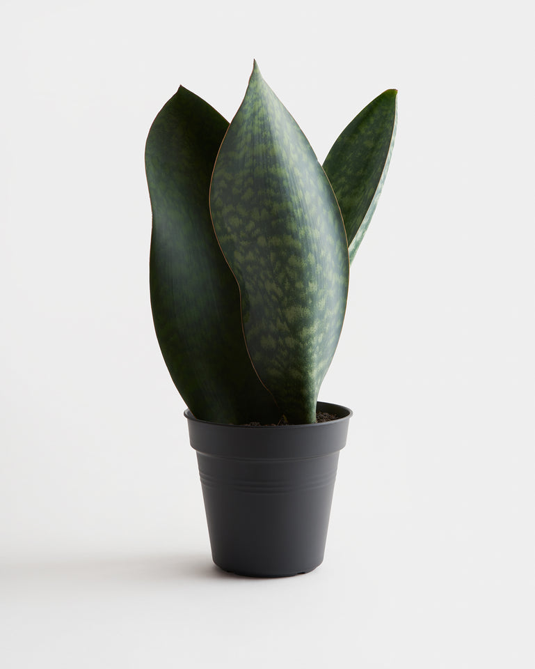 Aileron de requin Sansevieria (Sansevieria masoniana)