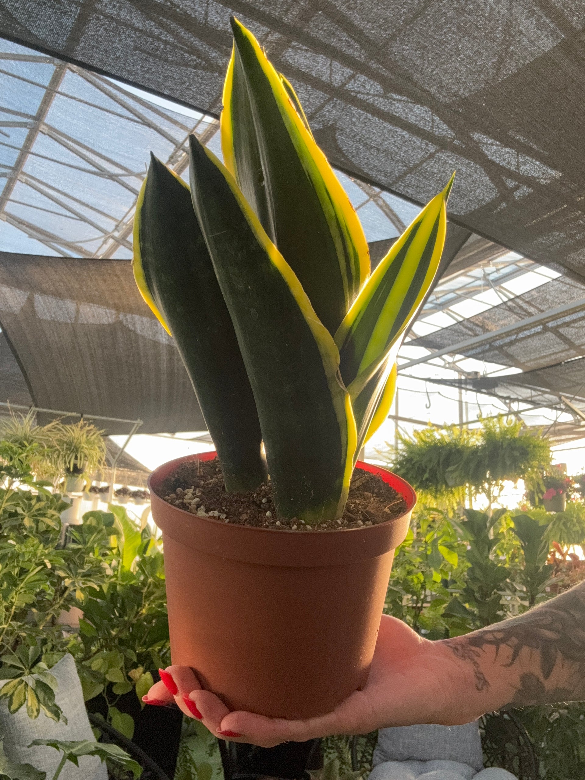 black and gold snake plant Sansevieria Black Gold