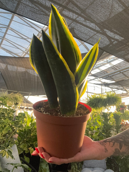 Potted snake plant houseplant with yellow and green leaves held by a person in an outdoor setting.