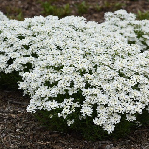 Candytuft de Snowsation