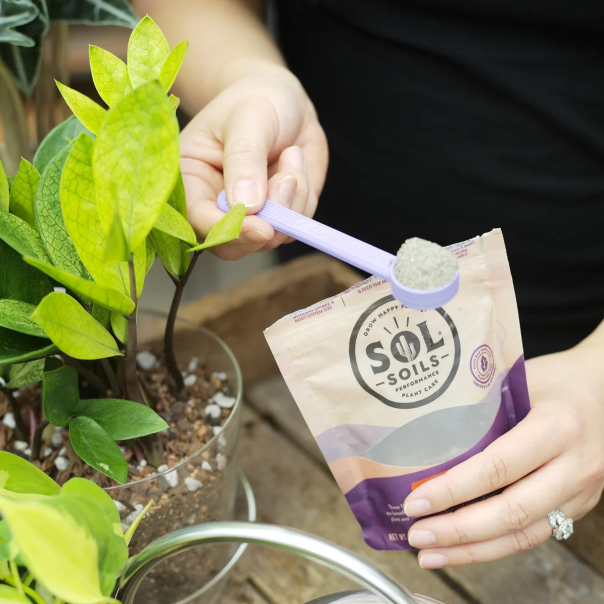 a person holding a purple sol teaspoon filled with sol soil topper in a plant environment