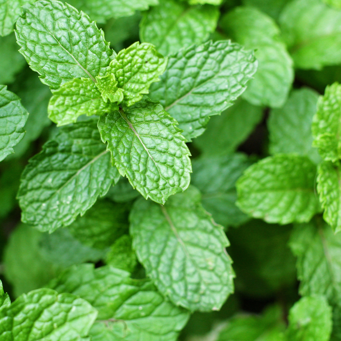 zoomed in on bright green spearmint leaves
