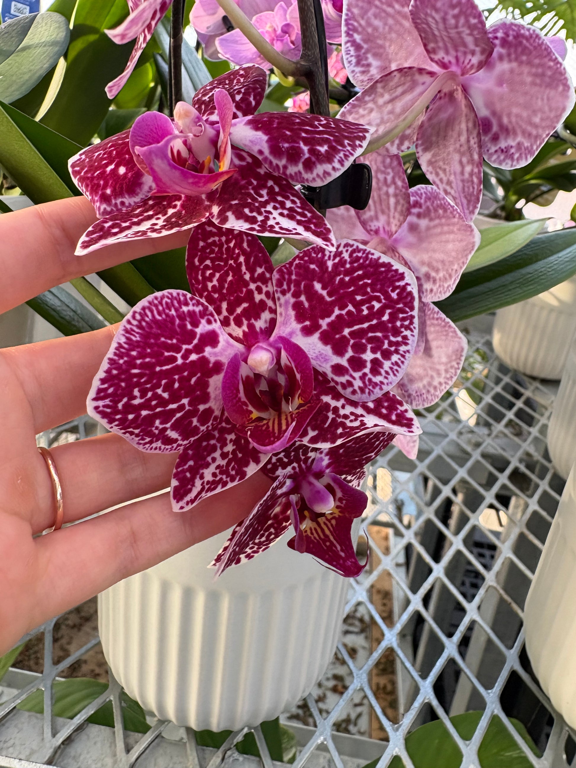 Close-up of a hand holding pink and white spotted orchids with a blurred background.