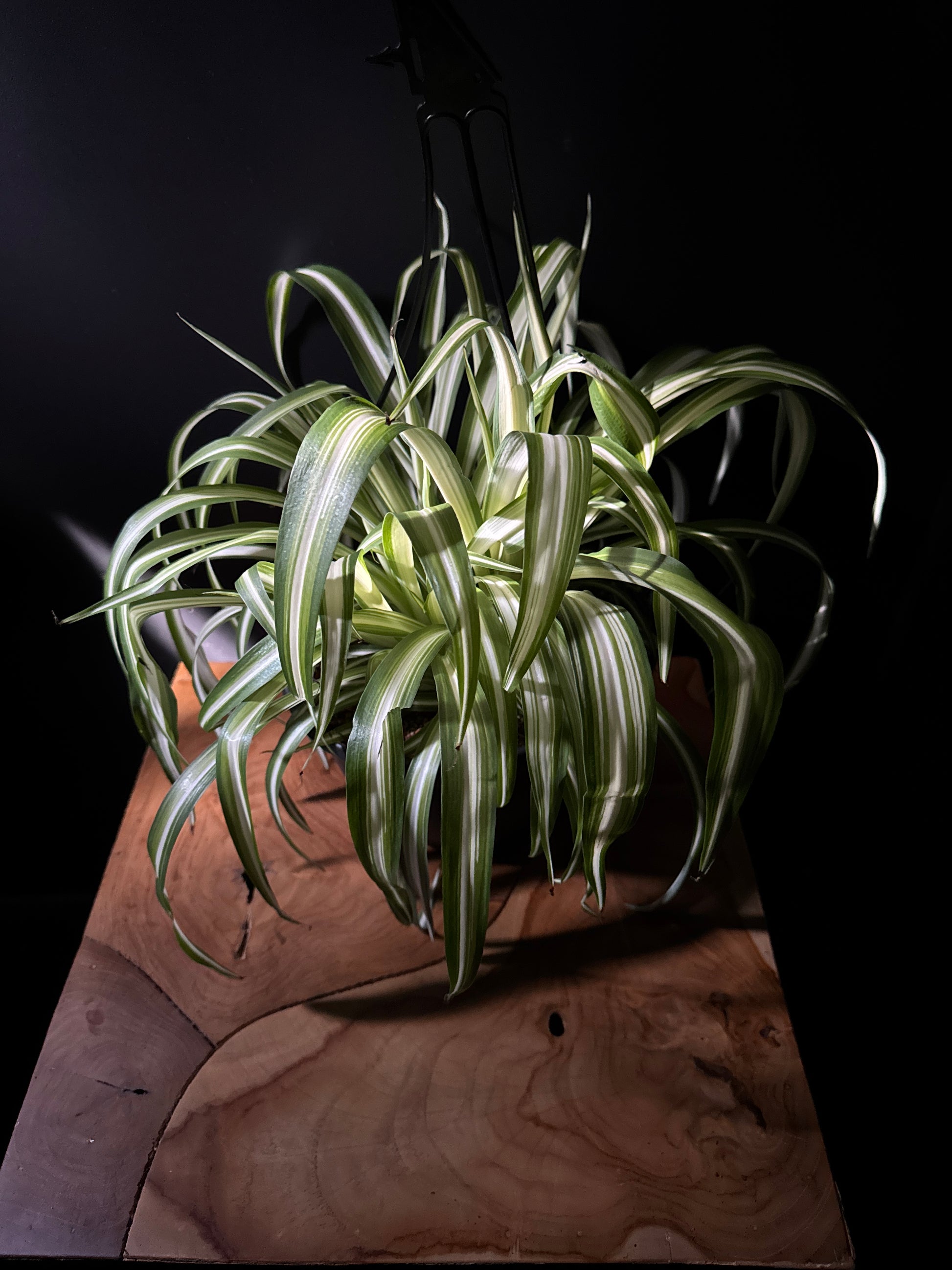 A variegated spider plant with green and white leaves, placed in an 8-inch pot, displayed against a dark background.