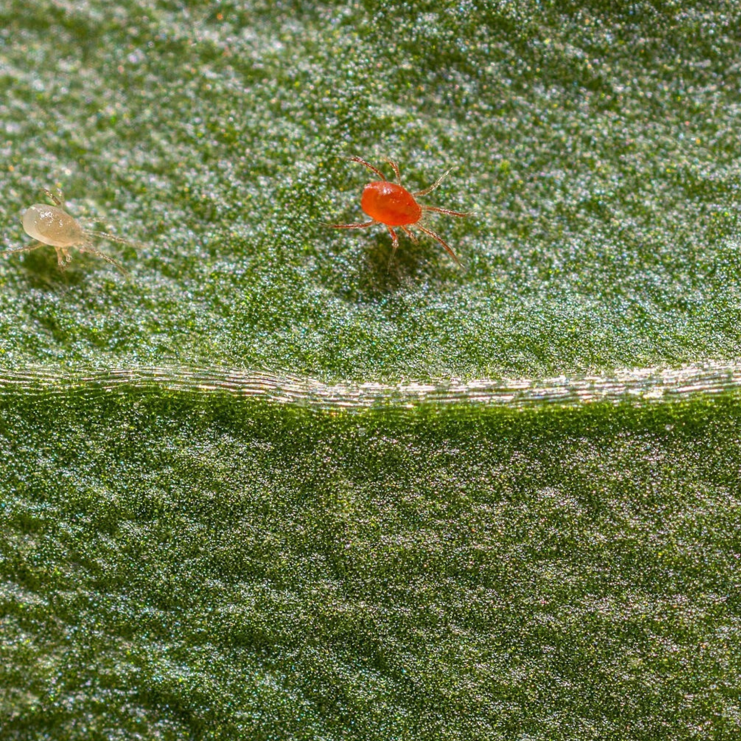 two small spidex vital beneficial bugs on a blurred leaf