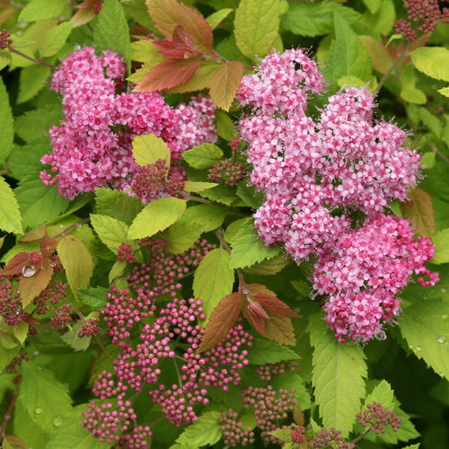 Double Play® Big Bang Spirea (PW)