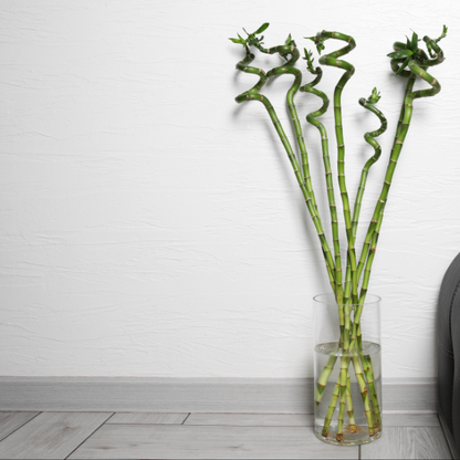 lucky bamboo spiral sticks Lucky Bamboo