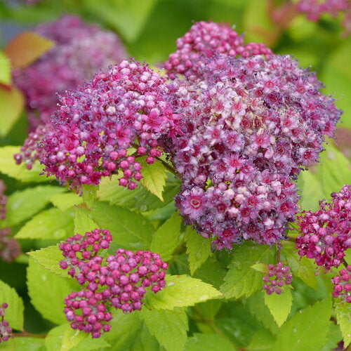 Double Play Dolly® Spirea (PW)