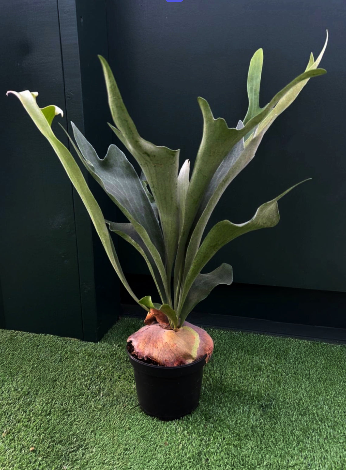 staghorn fern resting on grass like surface with black background