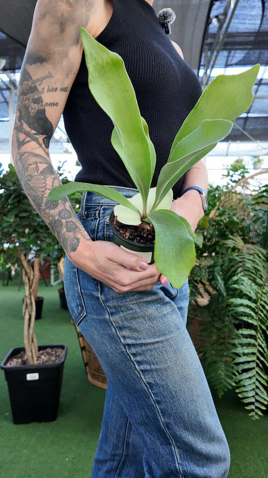 Person holding a potted stag horn fern plant in an indoor setting with greenery around