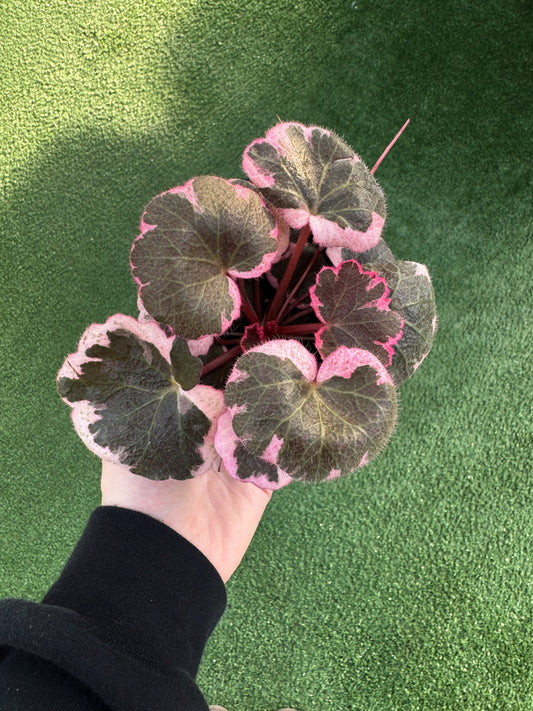 A person holding a young Strawberry Begonia 'Tricolour' plant with velvety, variegated leaves in green, cream, and soft pink.
