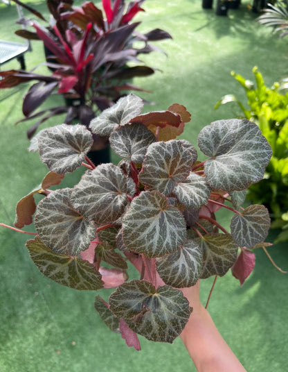 A Strawberry Begonia plant with fuzzy green leaves with silvery veins, held against a blurred background of other plants.
