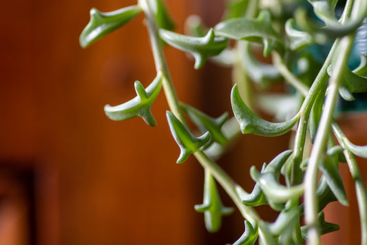 String of Dolphins (Senecio peregrinus)