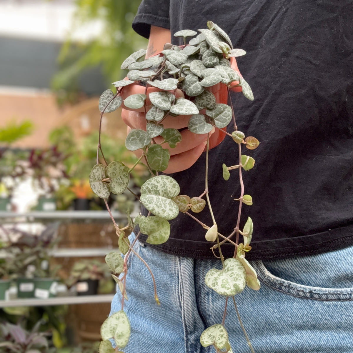 A person holding a trailing string of hearts houseplant with oval, variegated green and white leaves, wearing a black t-shirt and blue jeans in a greenhouse setting.