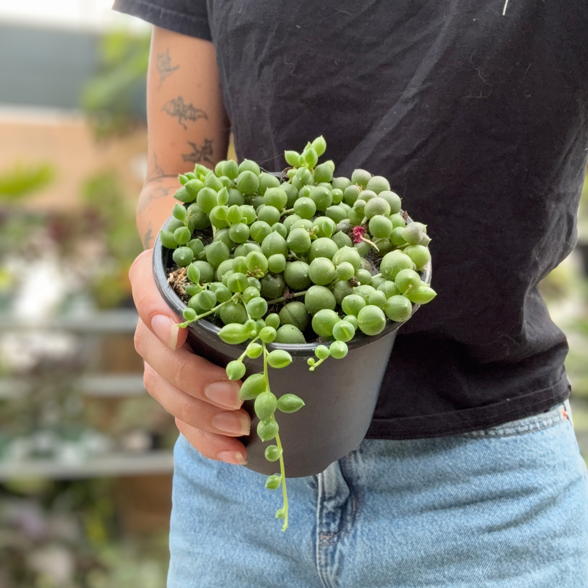 A person holding a small potted green string of pearls succulent plant with round bead-like leaves in a black plastic pot, wearing a black t-shirt and light blue jeans.