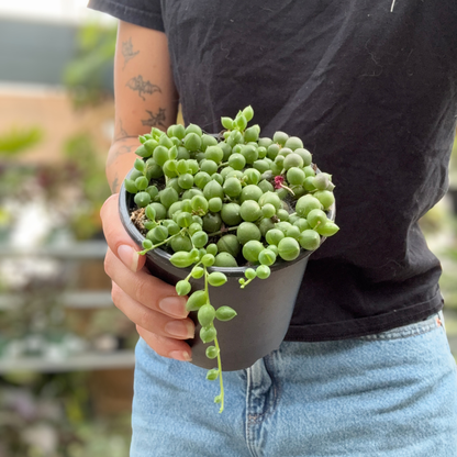A person holding a small potted green string of pearls succulent plant with round bead-like leaves in a black plastic pot, wearing a black t-shirt and light blue jeans.