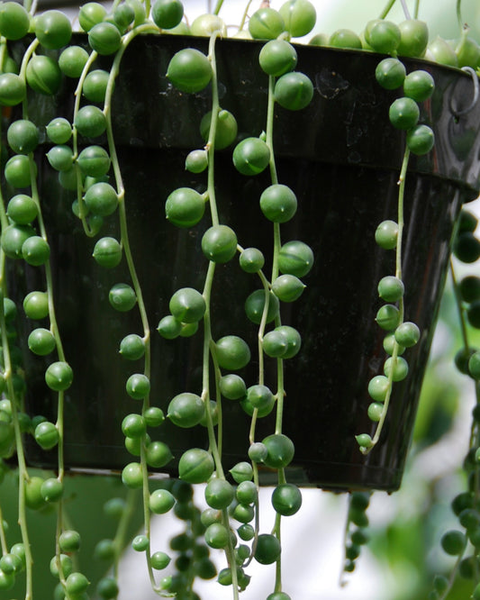 a close up of spring of pearls houseplant beads and stems hanging from a black hanging planter with a blurred background 