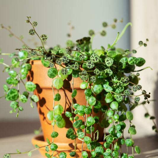 a potted string of turtles plant with small green leaves and a plain background