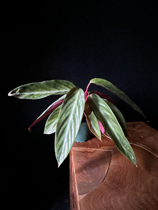 A potted Stromanthe plant with green leaves and purple undersides, placed against a dark background.