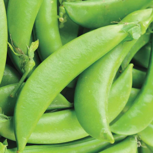 a close up of bright green sugar ann peas