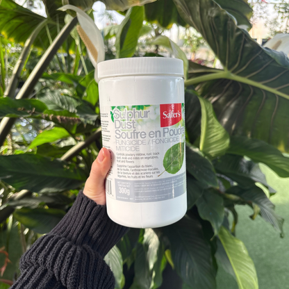 a person holding a white container labelled sulphur dust with an image of a leaf on the front with may tropical plants in the background