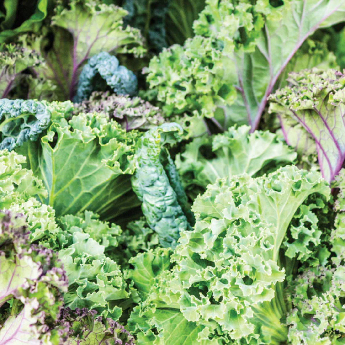a close up of the bushy leaves of green summer kale