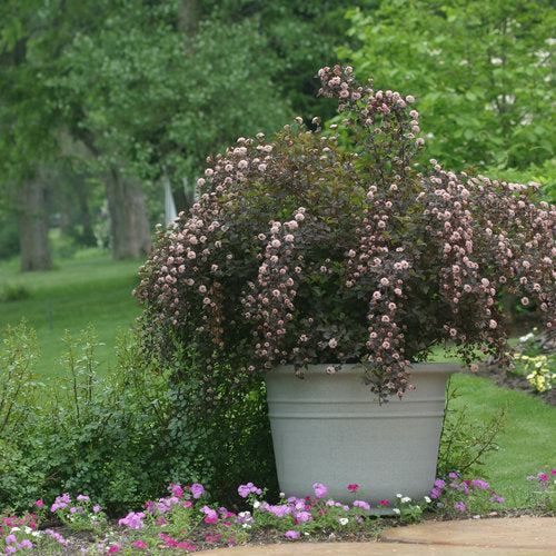 Summer Wine® Ninebark (PW)