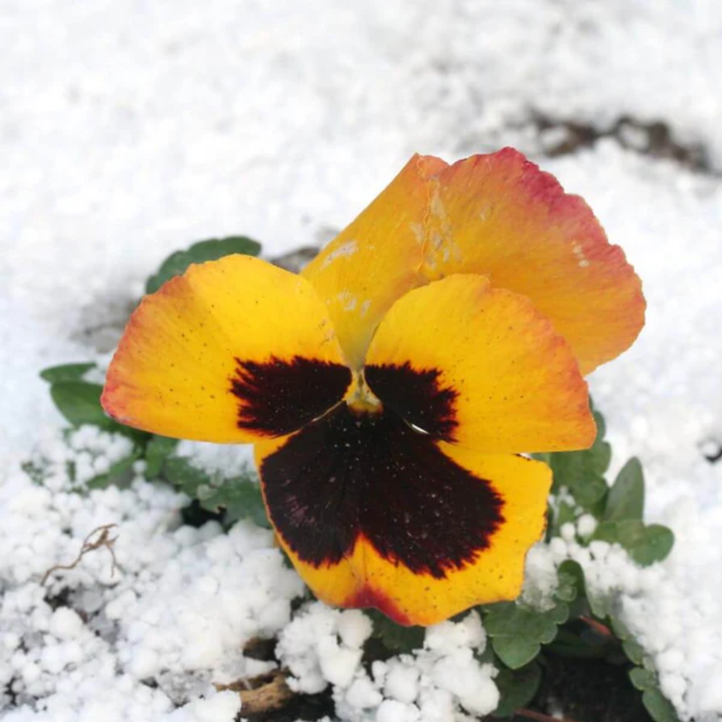 a close up of the yellow and red Swiss giant pansy flower surrounded by snow