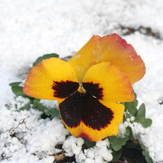 a close up of the yellow and red Swiss giant pansy flower surrounded by snow