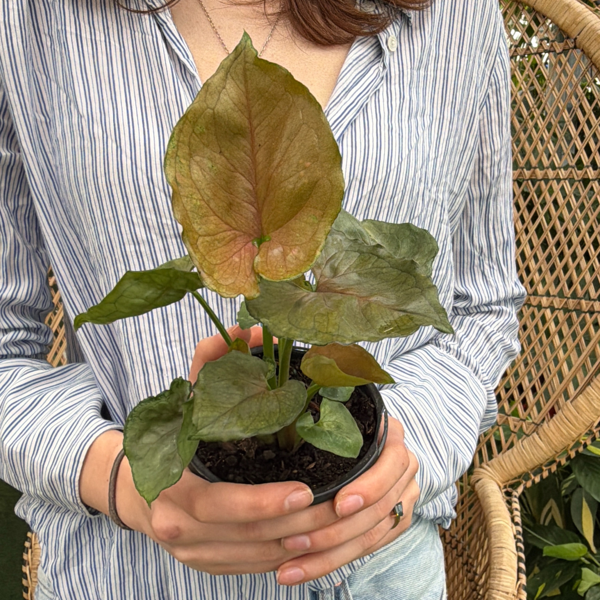 a person holding a potted synngonium mango allusion plant in a greenhouse setting