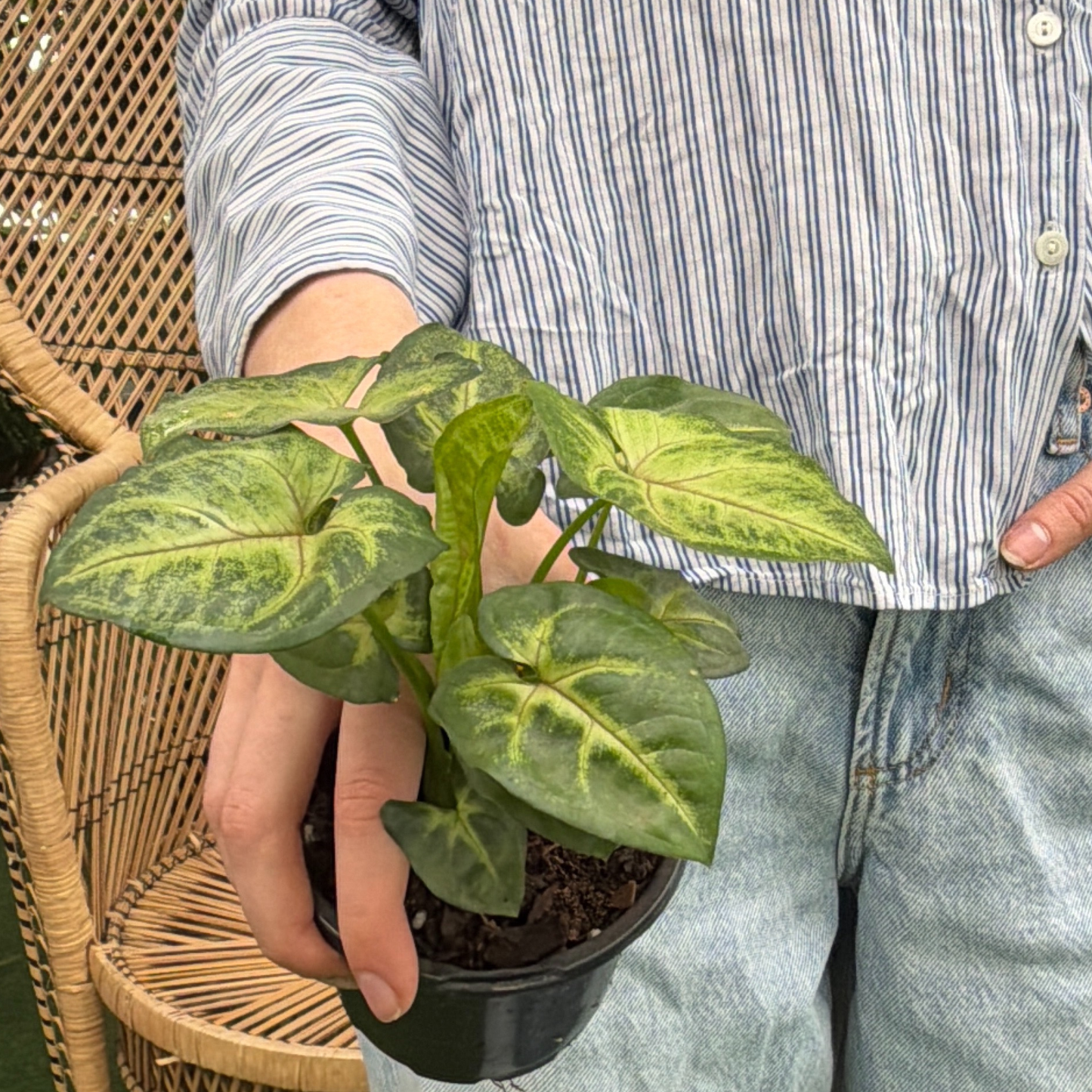 a person holding a potted pyngonium pink illusion plant in a greenhouse setting