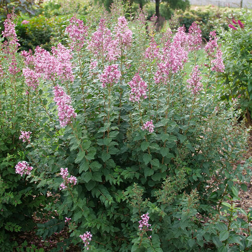 Bloomerang Ballet® Reblooming Lilac (PW)