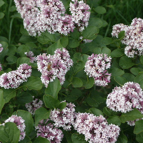 Bébé Kim® Lilas (PW)