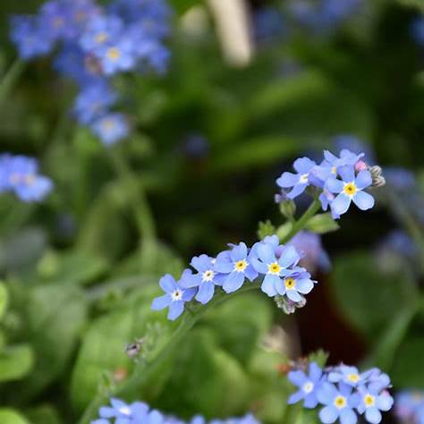 Bluesylva Forget-Me-Not (Myosotis sylvatica 'Bluesylva')