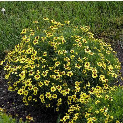 9 COREOPSIS SIZZLER