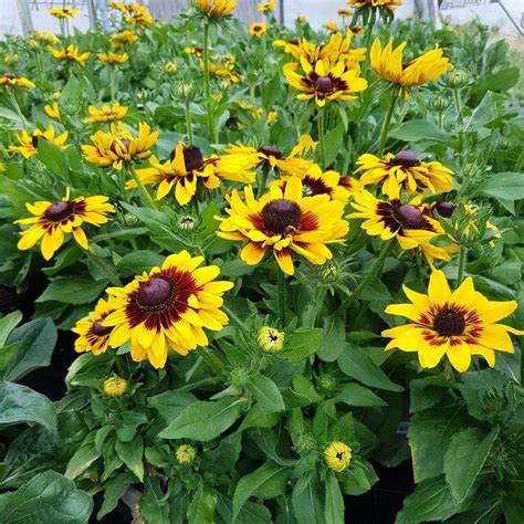 9 SIZZLER RUDBECKIA