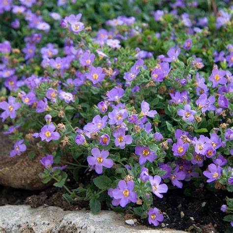 ASSORTIMENT ANNUEL DE BACOPA 4