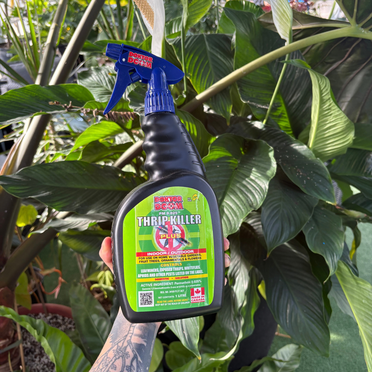 a person holding a black spray bottle with a green label that reads doktor doom thrip killer with many tropical plants in the background