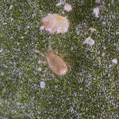 Small insect on a textured green surface with white specks