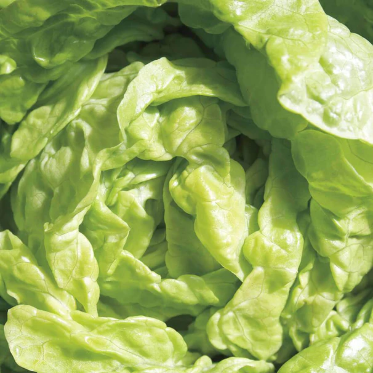 a close up of the centre of a bright green tomb thumb lettuce head