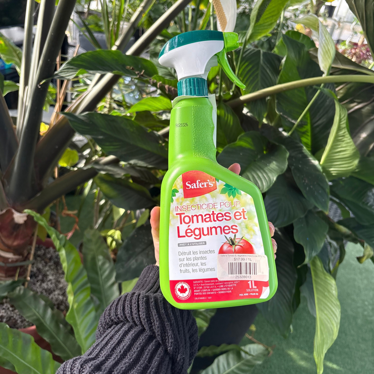 a person holding a green spray bottle of tomato and vegetable insecticide displaying the back of the product which is the French side with many tropical plants in the background
