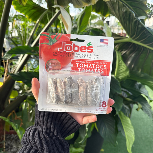 a person holding a package labelled jones tomato spikes with the product visible on the front of the package with many tropical plants in the background