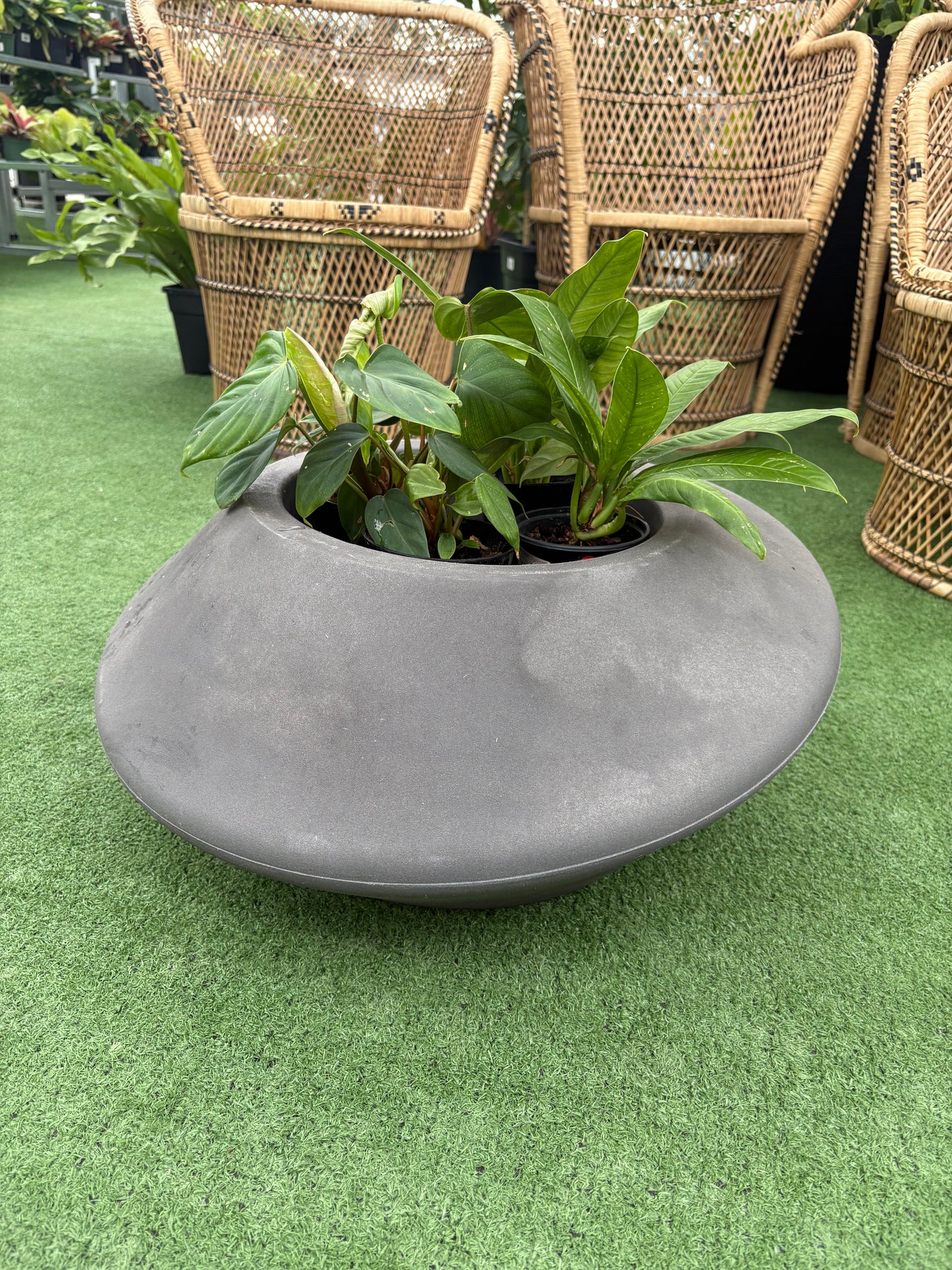 a plant Potted in a top low grey planter on a green surface with wicker chairs in the background