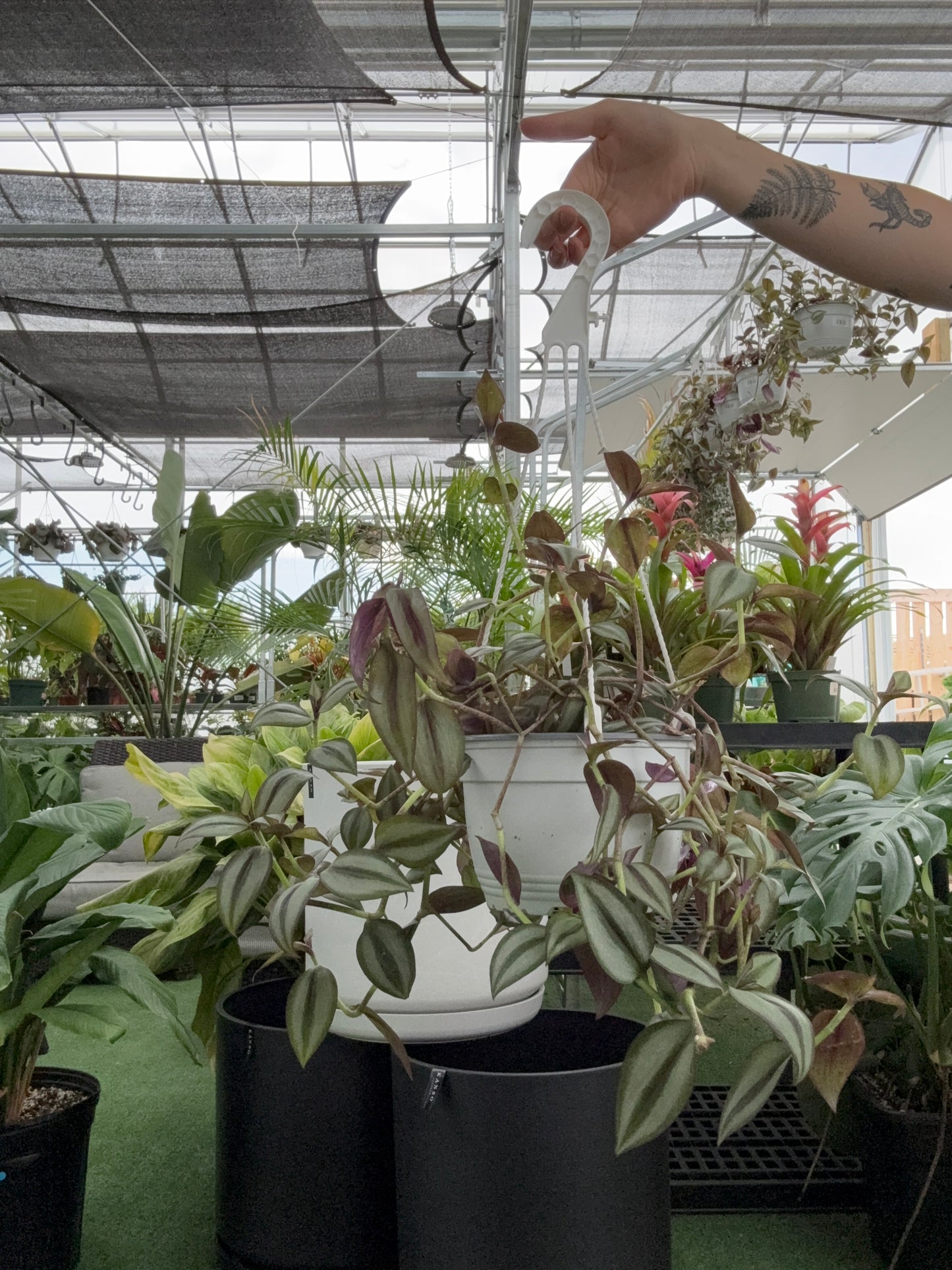 Person holding a tradescantia purple inch plant with a blurred background of greenery 